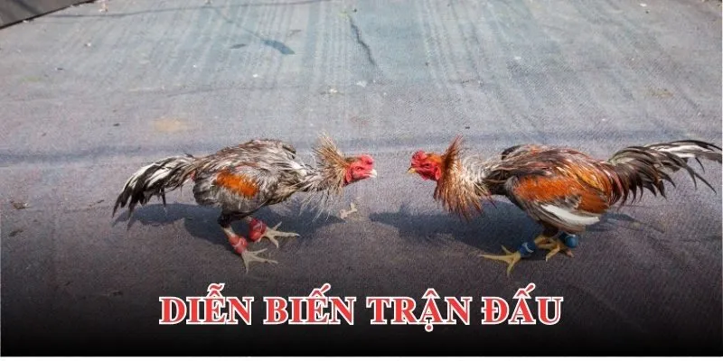 Luật thi đấu chọi gà cựa sắt chi tiết, chính xác