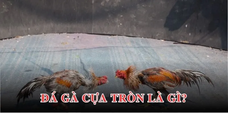 Đá gà cựa tròn hấp dẫn nhờ quy cách tổ chức chuyên nghiệp, chất lượng 