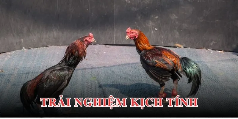 Trải nghiệm không gian đá gà kịch tính, hấp dẫn trong từng đòn đá