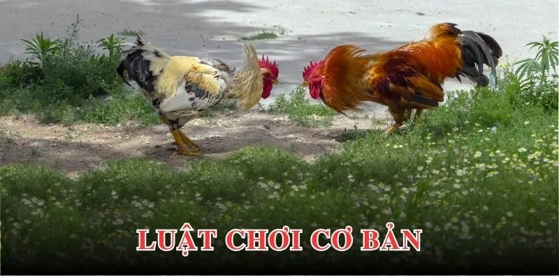 Luật tham gia thi đấu đá gà trực tiếp cựa tròn dành cho newbie
