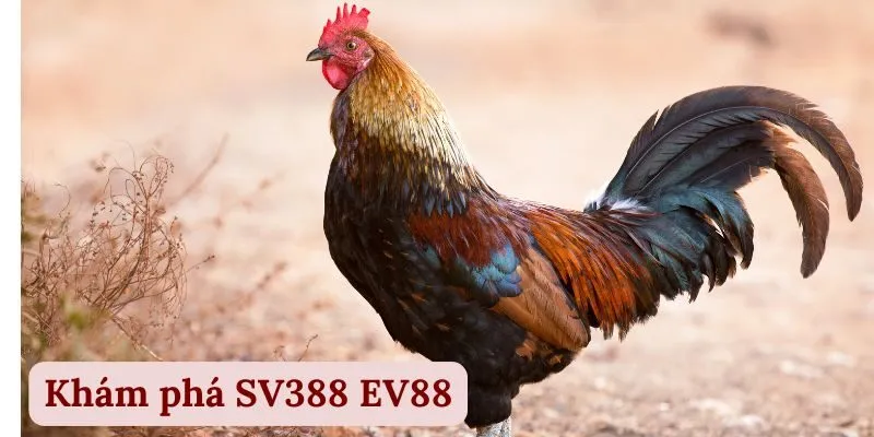 Khám phá SV388 EV88