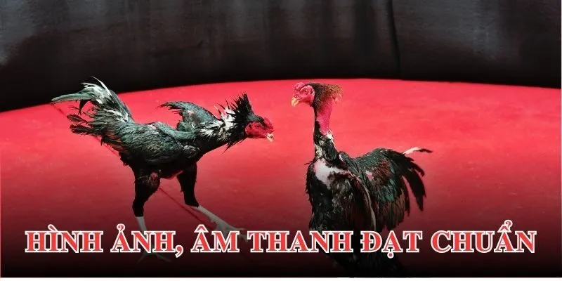 Vì sao ICF Sports EV88 lại được ưa thích?